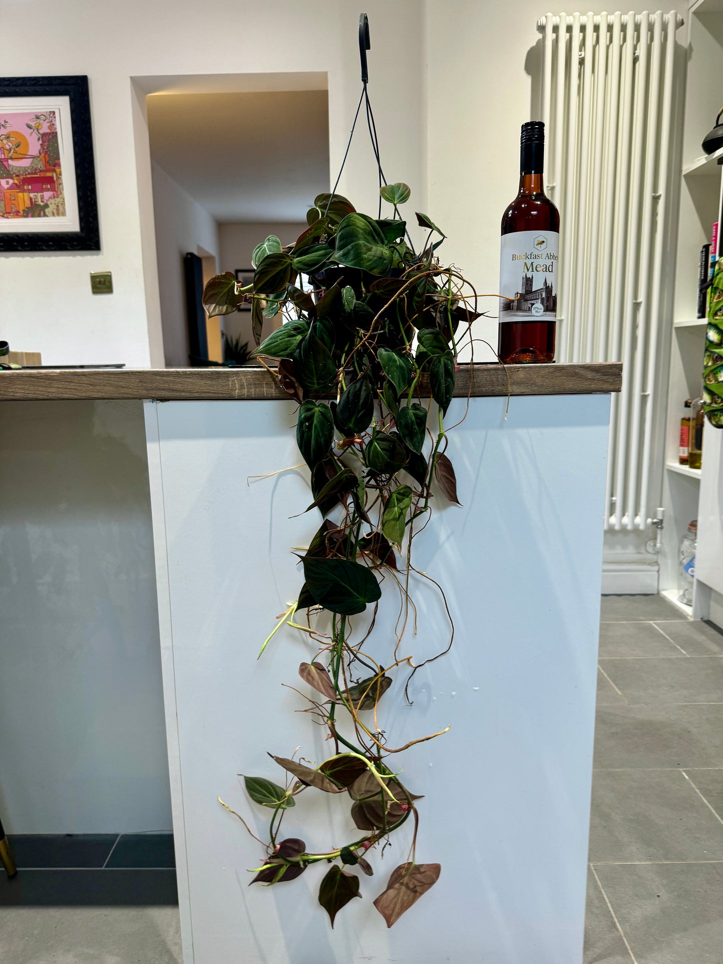 70cm Philodendron Micans