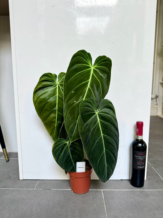 60cm Philodendron Melanochrysum
