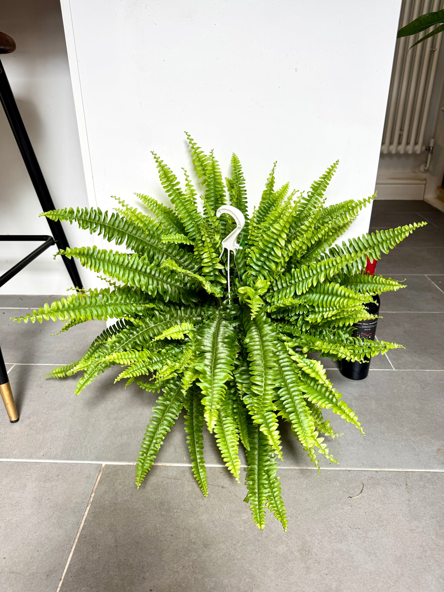 75cm Sword Fern (Nephrolepsis exaltata)