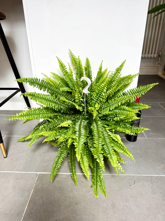 75cm Sword Fern (Nephrolepsis exaltata)