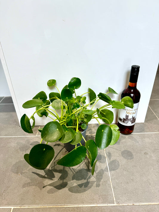 30cm Pilea Peperomioides (Chinese Money Plant)