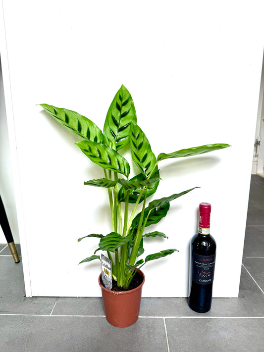 55cm Calathea Leopardina