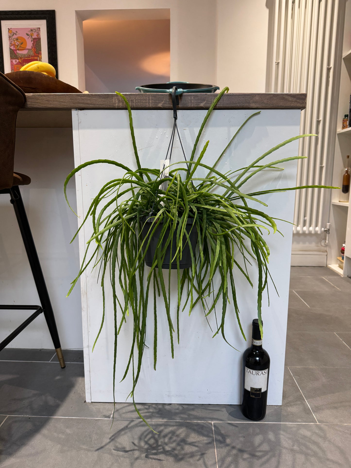 60cm Lepismium Bolivianum