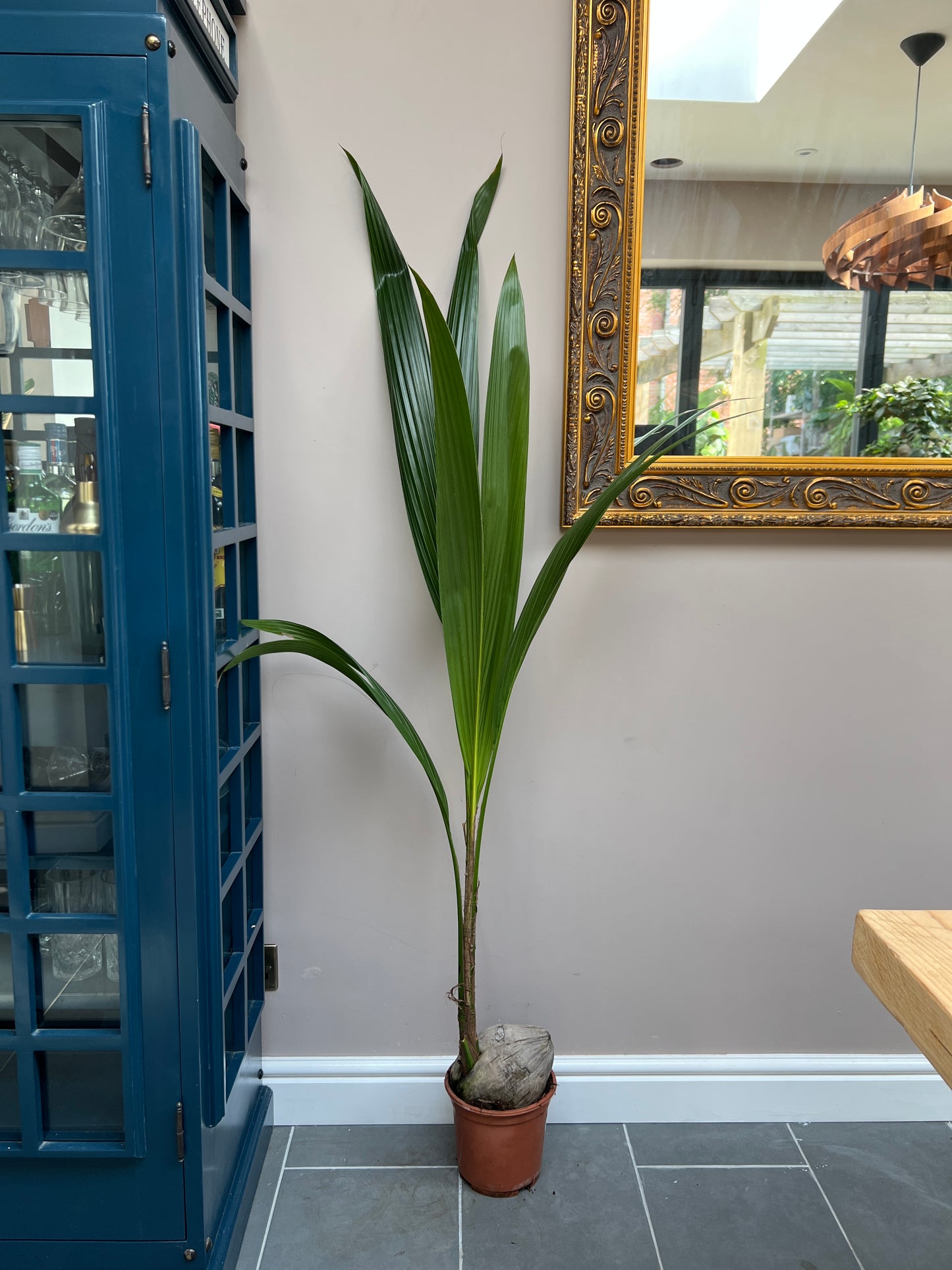 150cm Coconut Palm