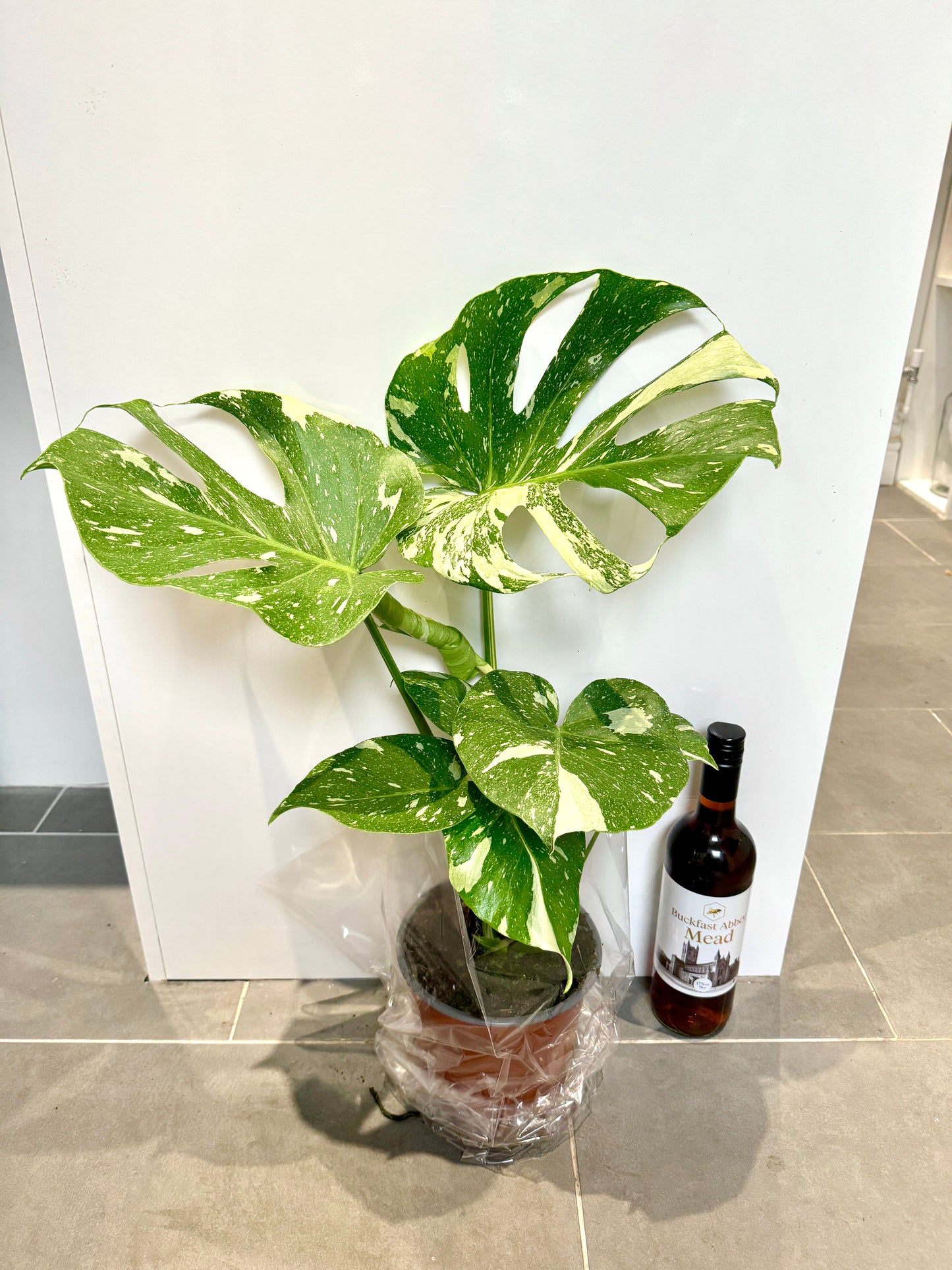 50cm Monstera Deliciosa Thai Constellation