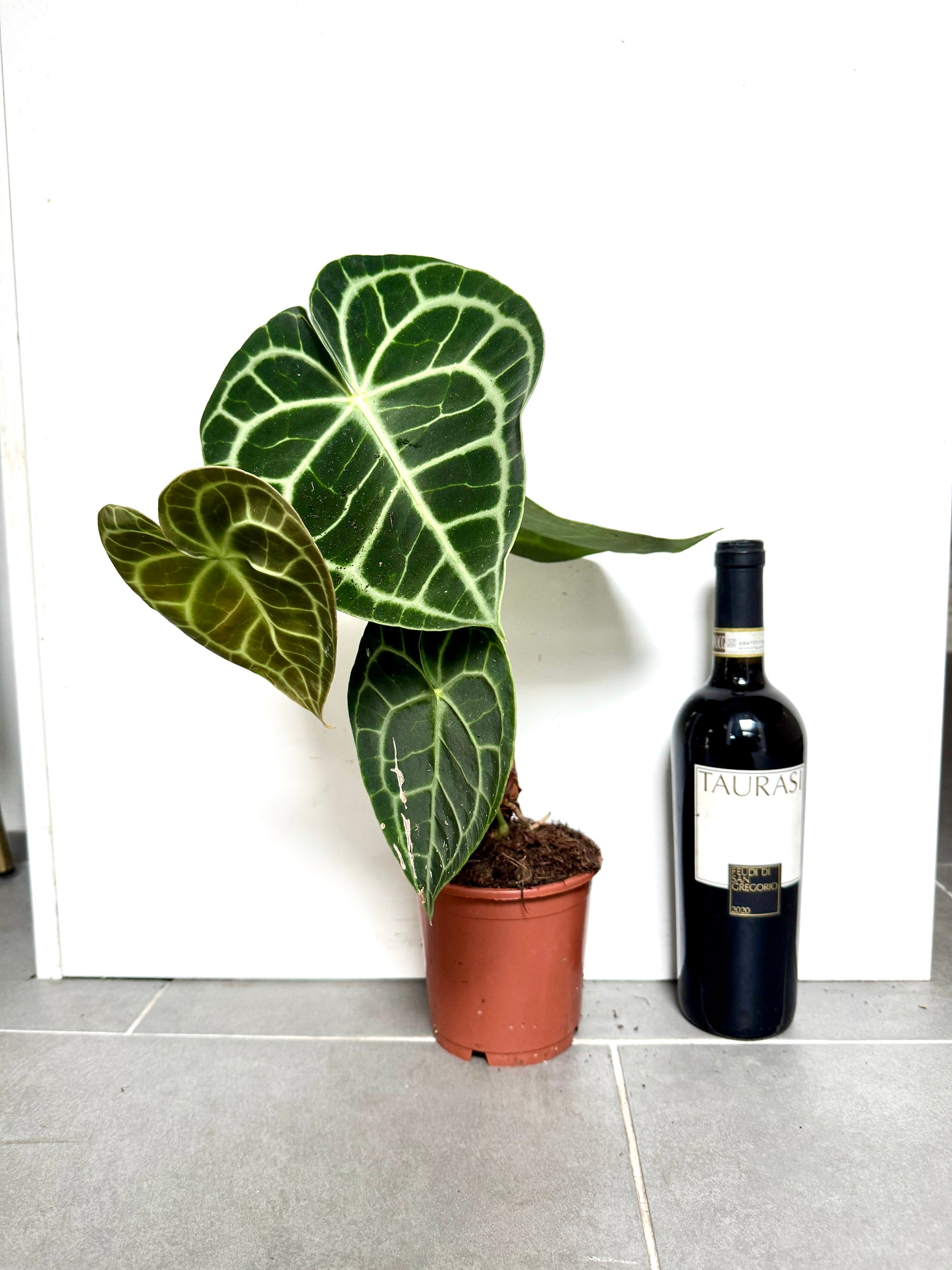 30cm Anthurium Clarinvervium