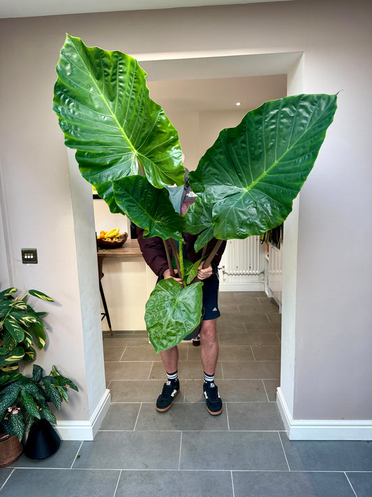 170cm Alocasia Imperial Red