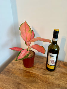 30cm Aglaonema Pink Flamingo