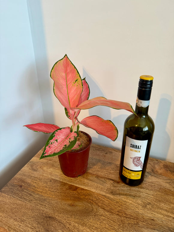 30cm Aglaonema Pink Flamingo