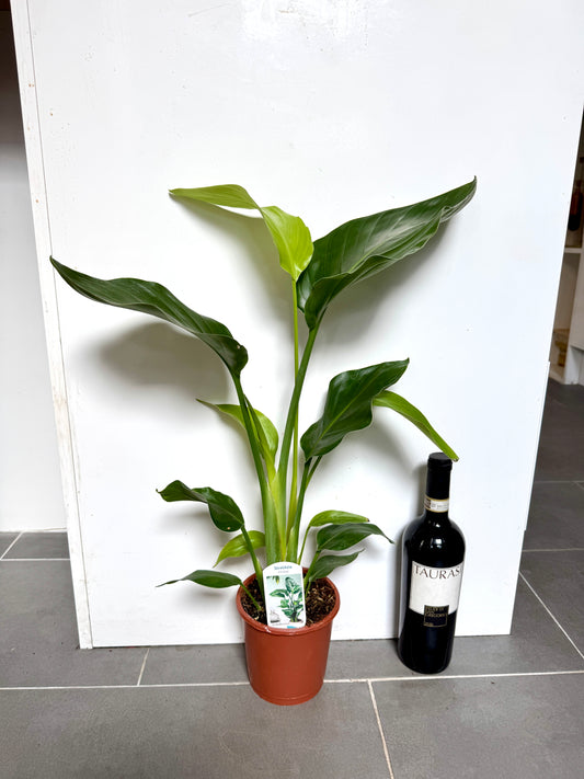 65cm Strelitzia nicolai (Bird of paradise)