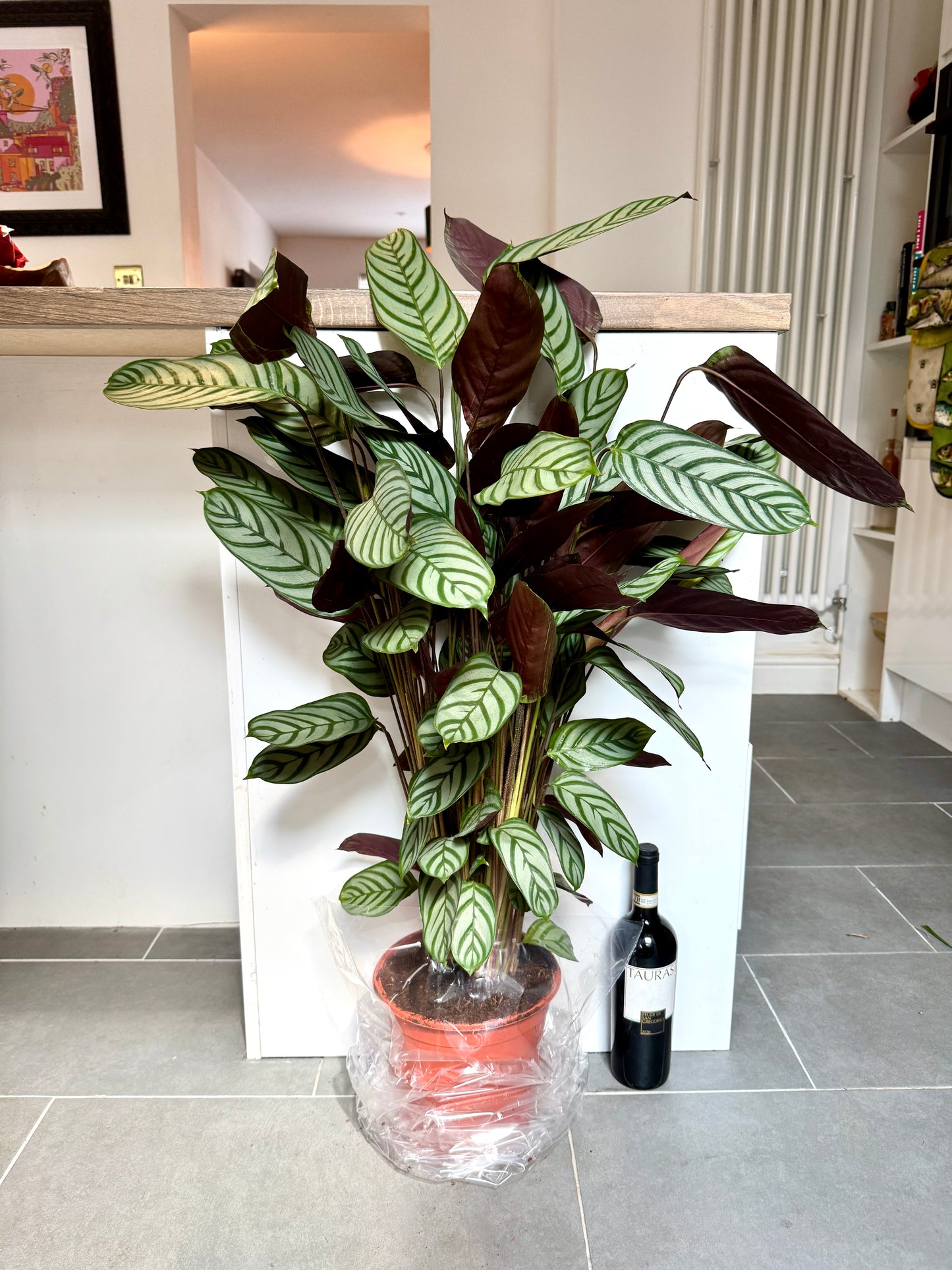 100cm Ctenanthe Oppenheimi