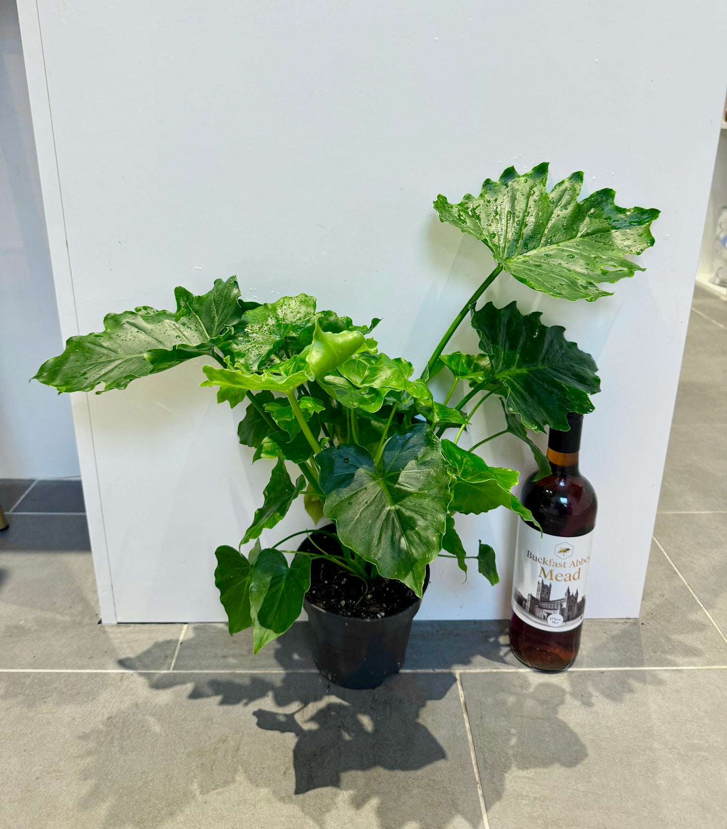 philodendron shangri la care 50cm Philodendron Shangri La – Bristol Plant Man