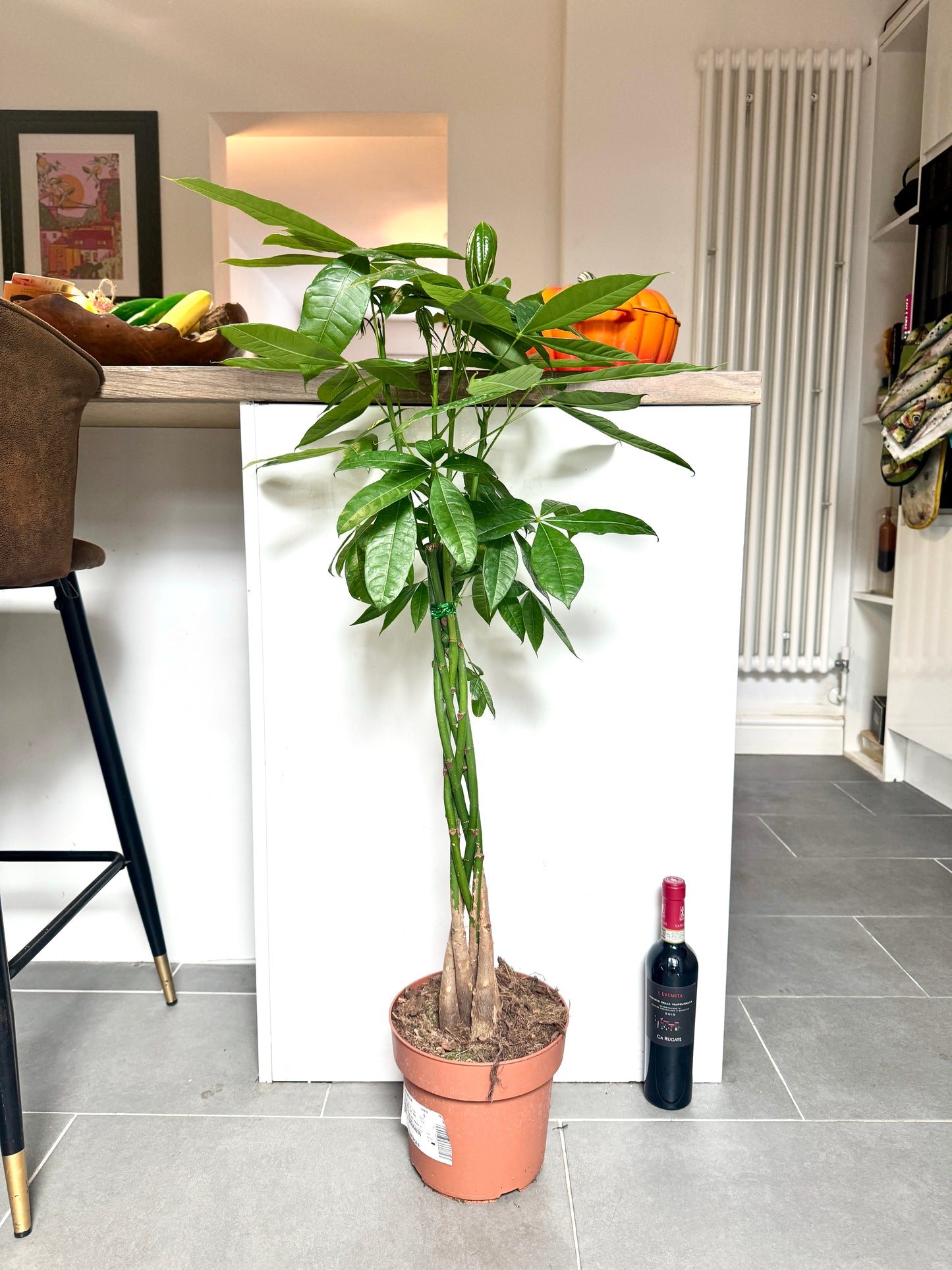 110cm Money Tree (Pachira Aquatica)
