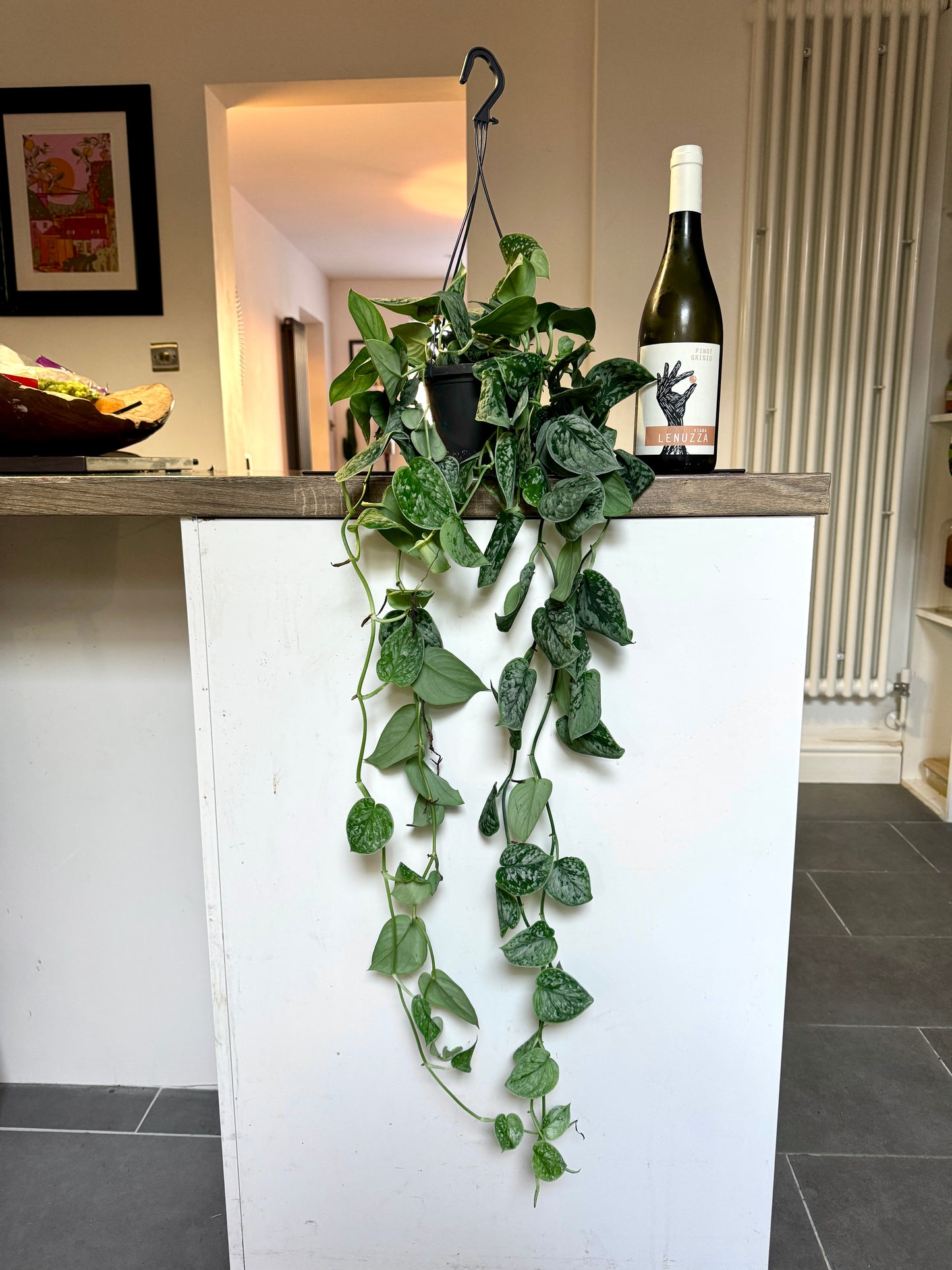 50cm Satin Pothos (Scindapsus Argyraeus)
