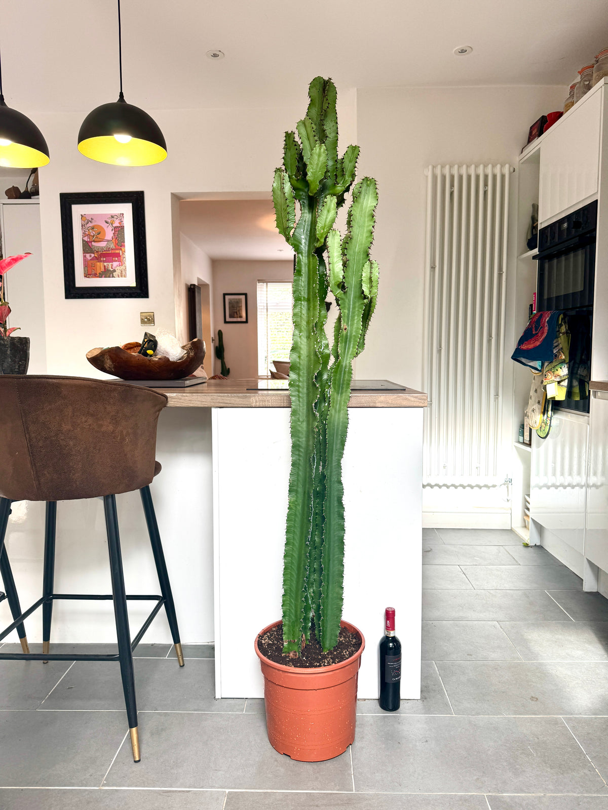 170cm Euphorbia Cactus