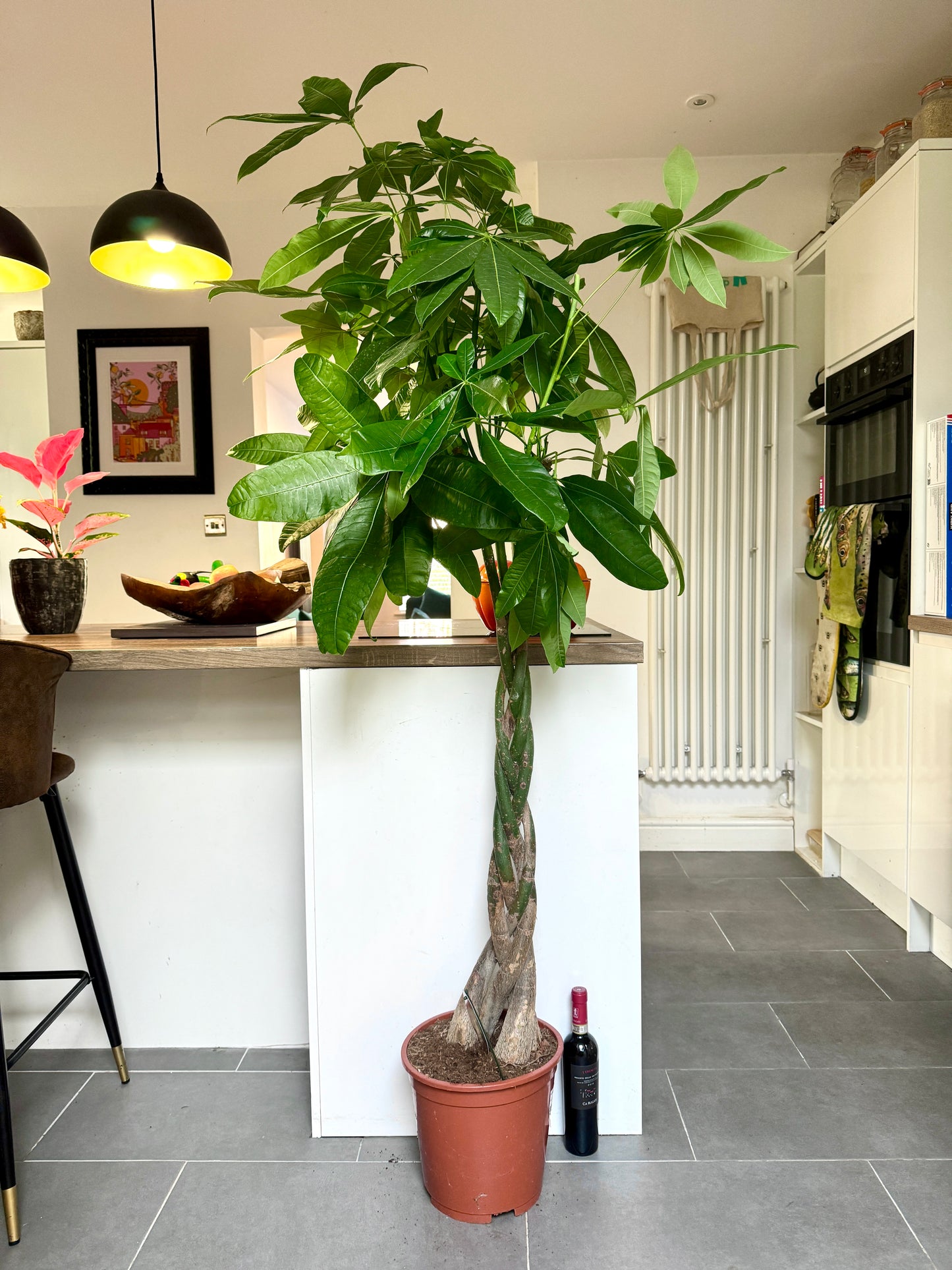 170cm Pachira Aquatica (Money Tree)