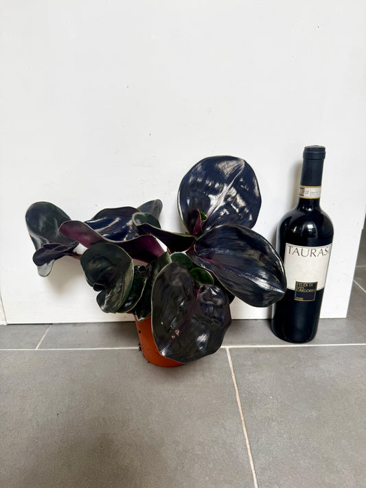 30cm Geogenanthus Midnight Pearl