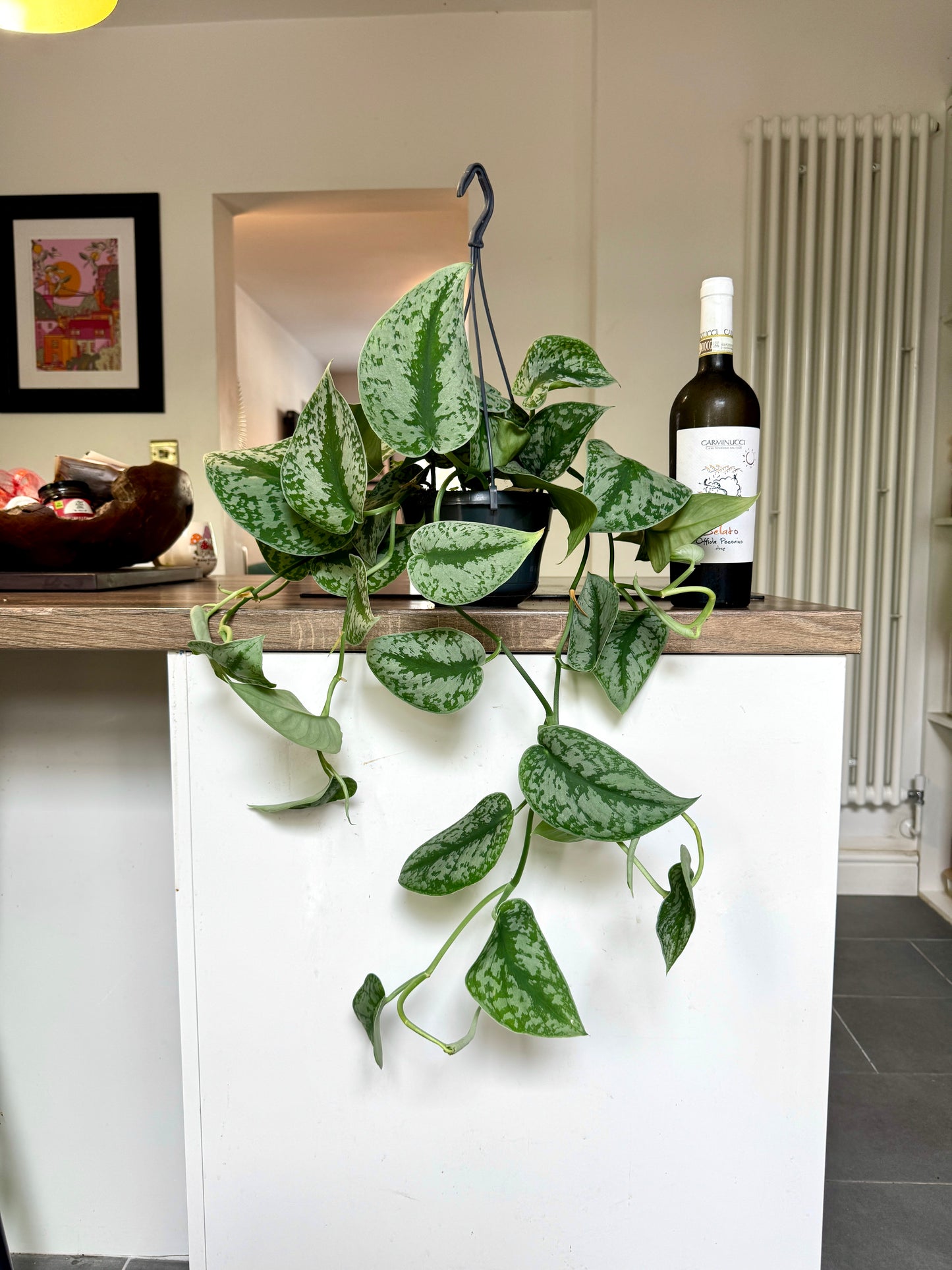 60cm Hanging Satin Pothos (Scindapsus pictus trebie)