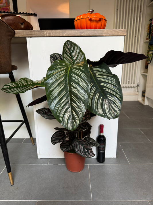100cm Calathea Sanderiana