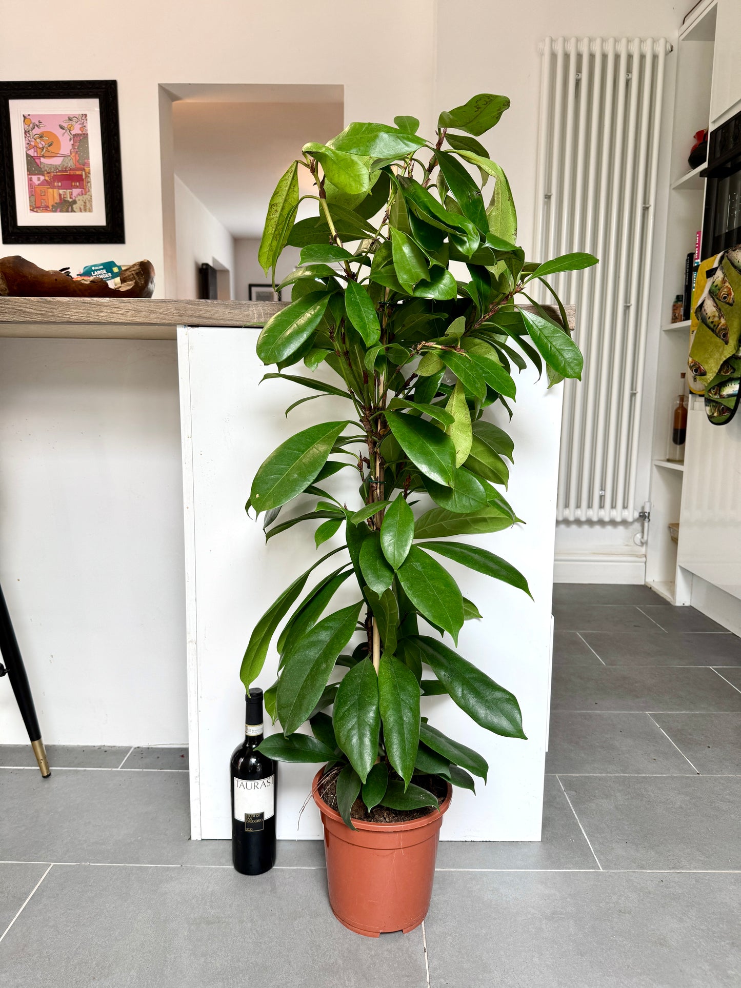 120cm Ficus Cyathistipula