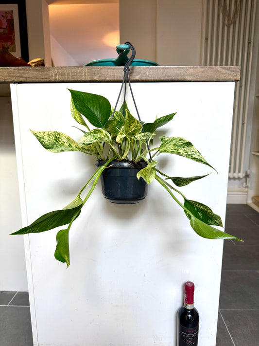 40cm Hanging Devils Ivy Marble Queen