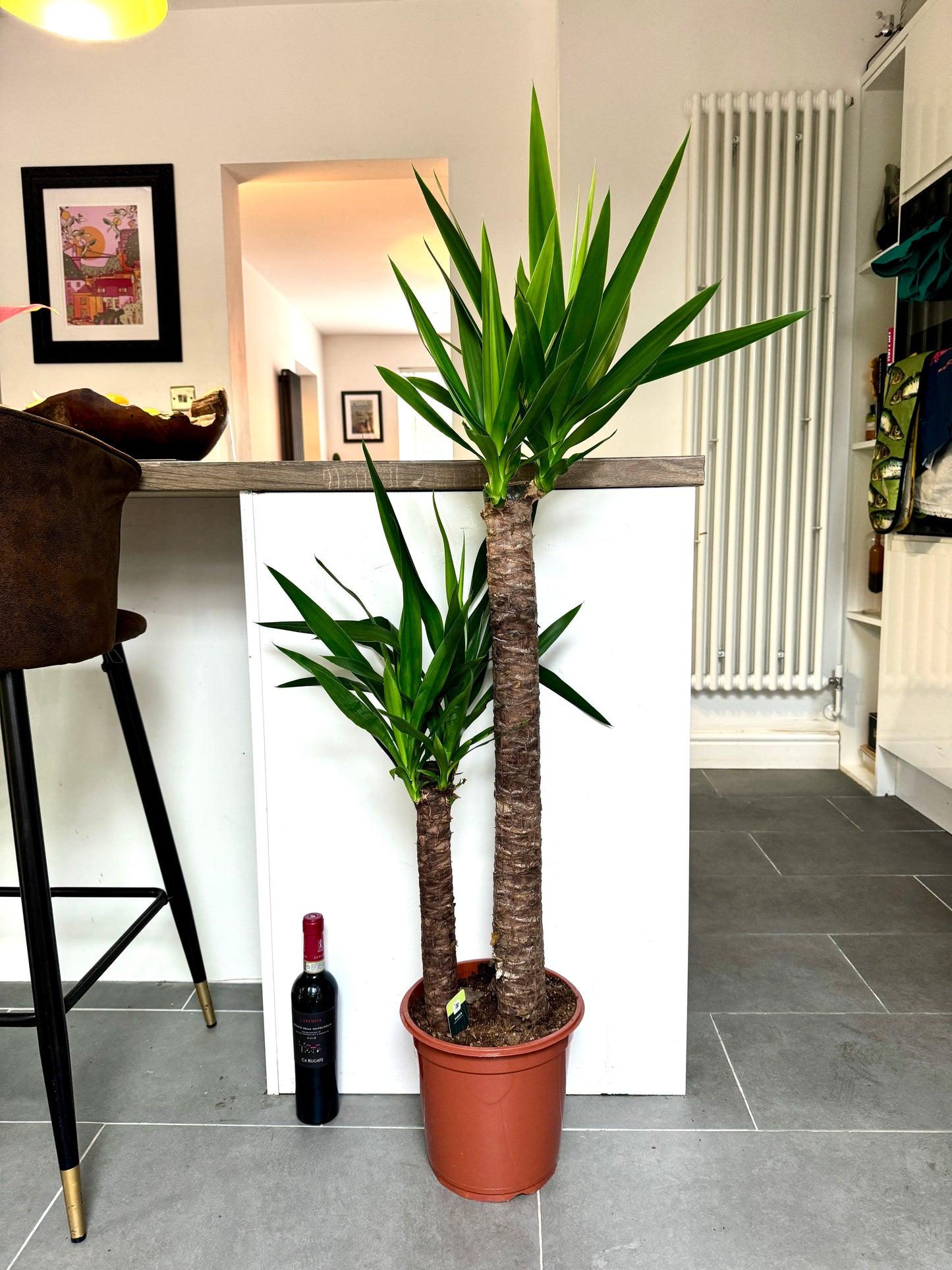 130cm Double Stem Yucca