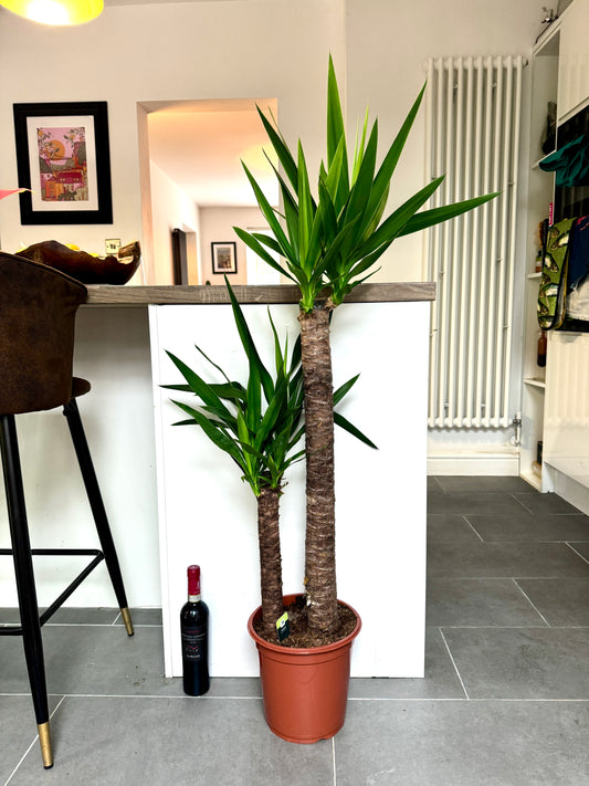 130cm Double Stem Yucca