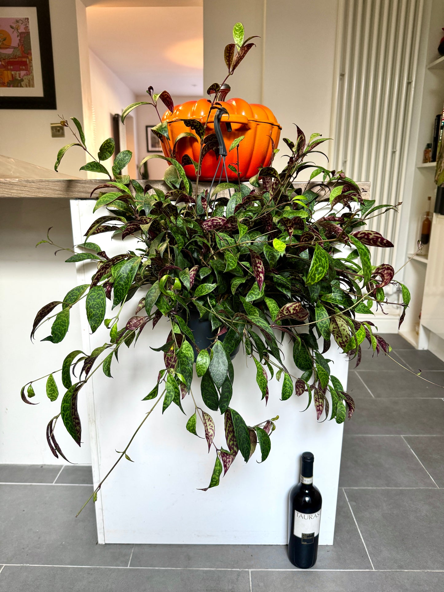 60cm Aeschynanthus Marmoratus