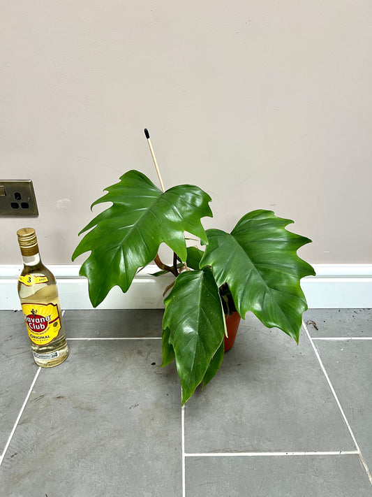 30cm Philodendron Mayoi
