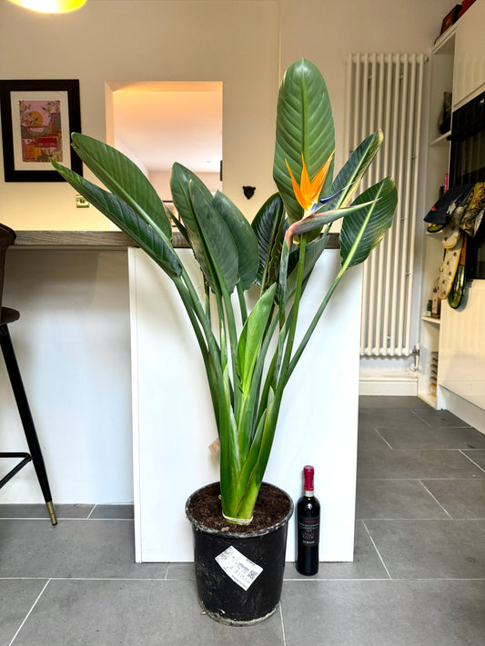 120cm Strelitzia Reginae (Orange Flowering Bird of Paradise)