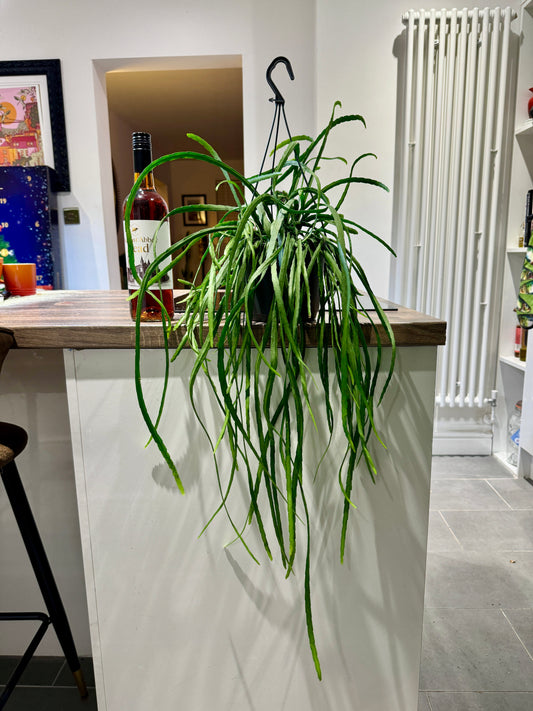 60cm Lepismium Bolivianum