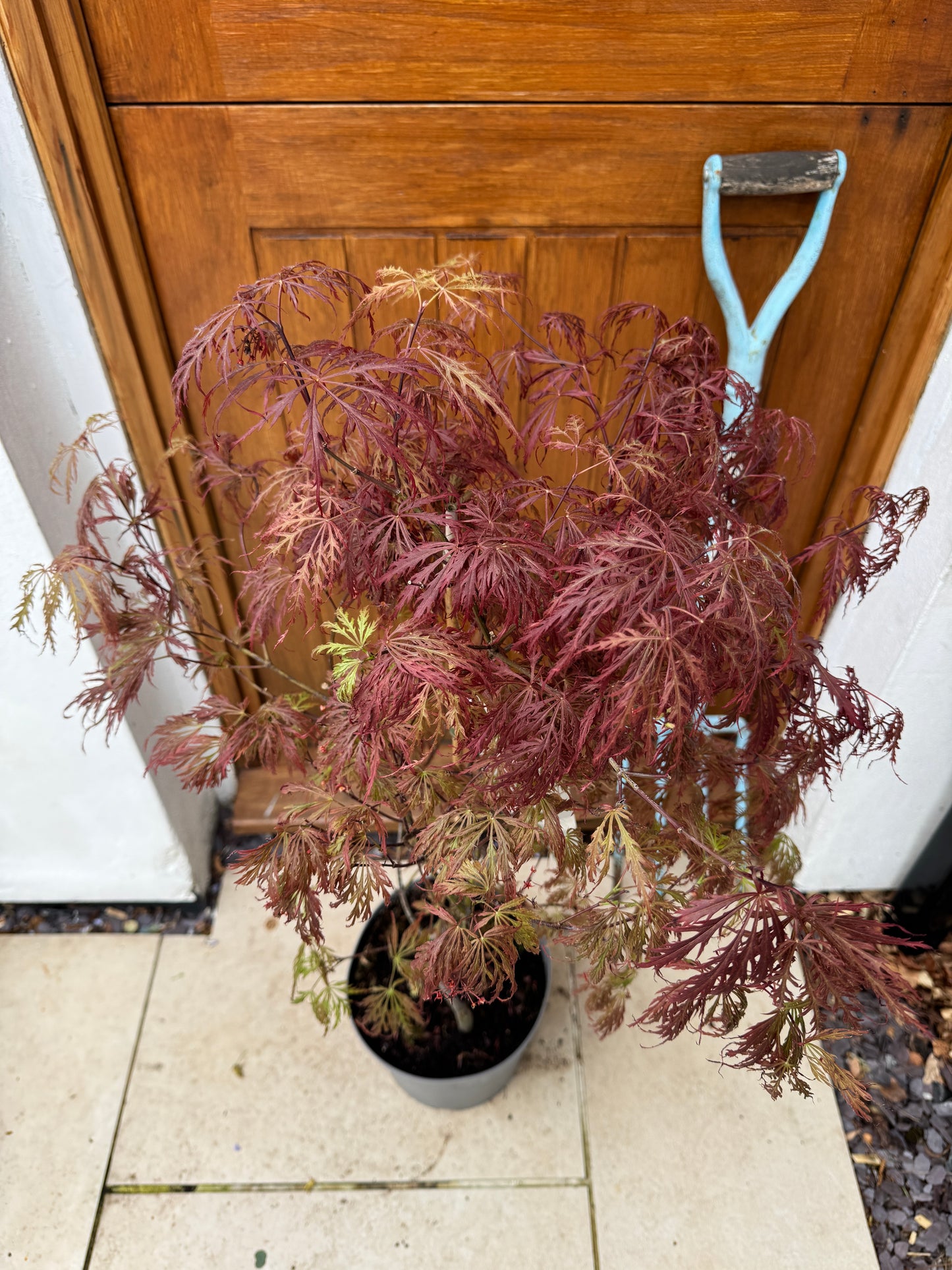 120cm Outdoor Acer Palmatum Garnet