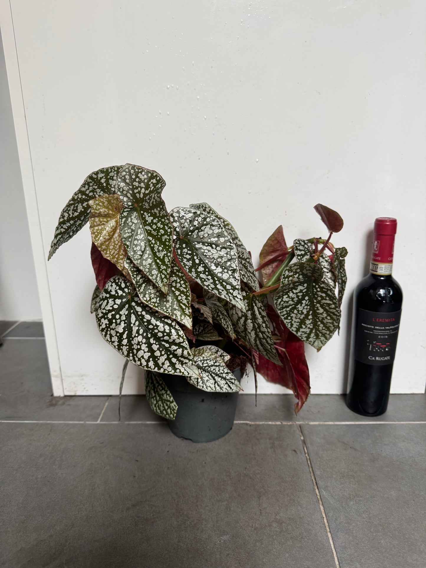 45cm Begonia Maculata Green Spot