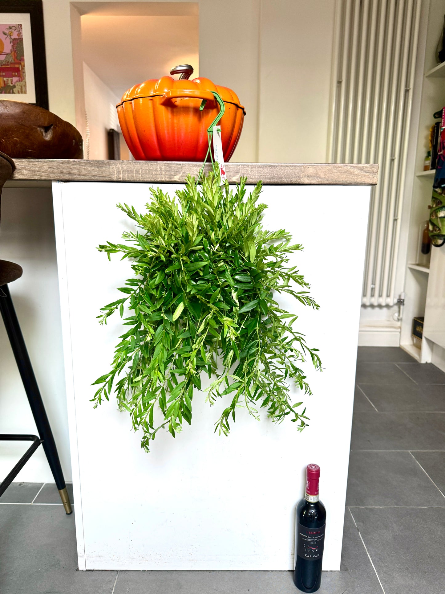 60cm Aeschynanthus Japhrolepis