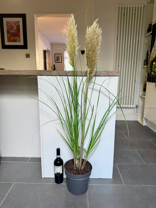 120cm Cortaderia (Pampas Grass)