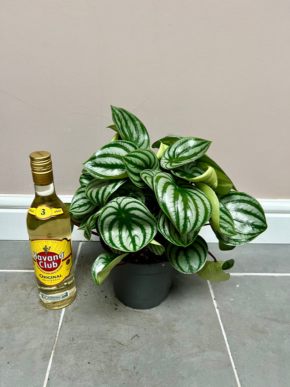 30cm Peperomia Watermelon