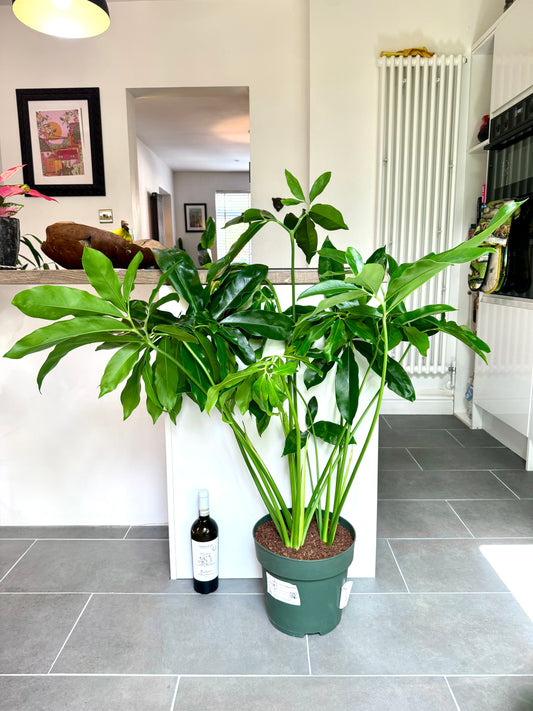 120cm Giant Philodendron Fun Bun