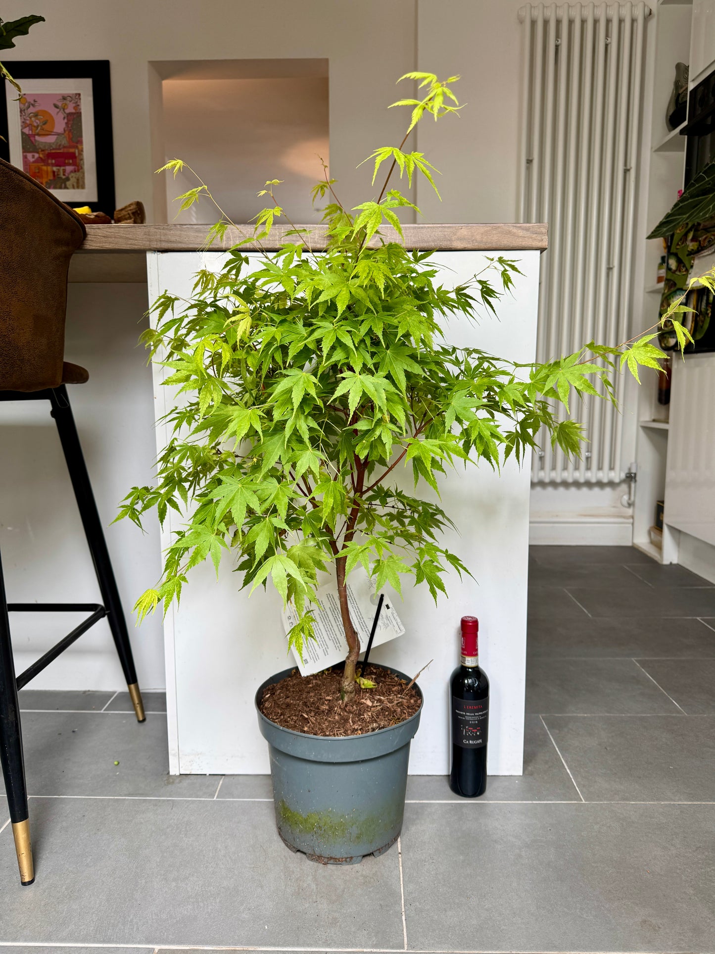100cm Outdoor Acer Palmatum Sangokaku (Japanese maple tree)
