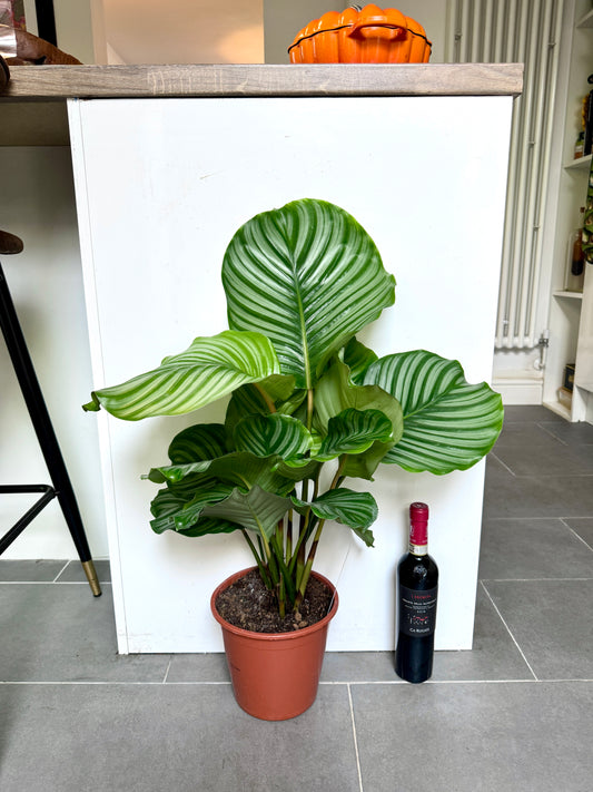 75cm Calathea Orbifolia