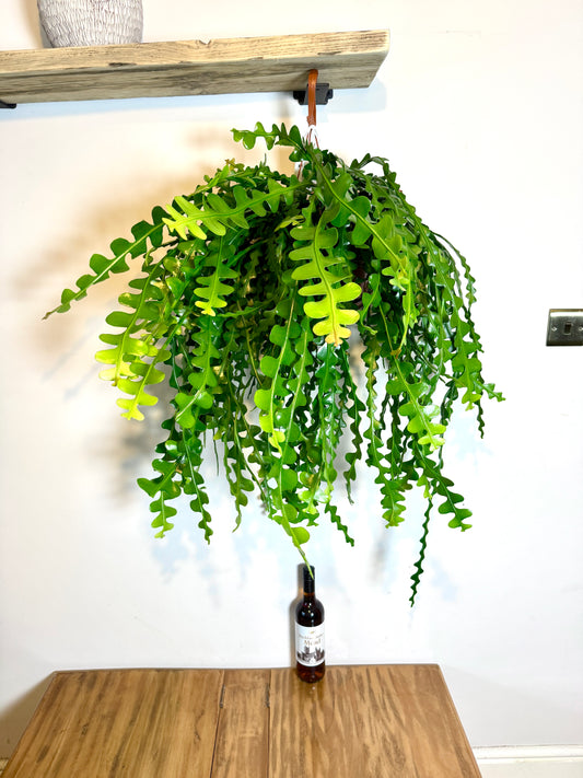 100cm Epiphyllum Oxypetalium (Fishbone Cactus)