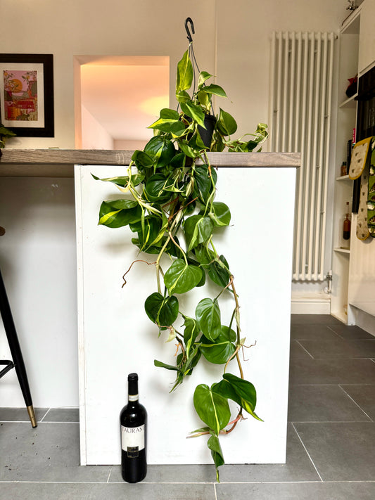 90cm Philodendron scandens brasil (Devils Ivy)