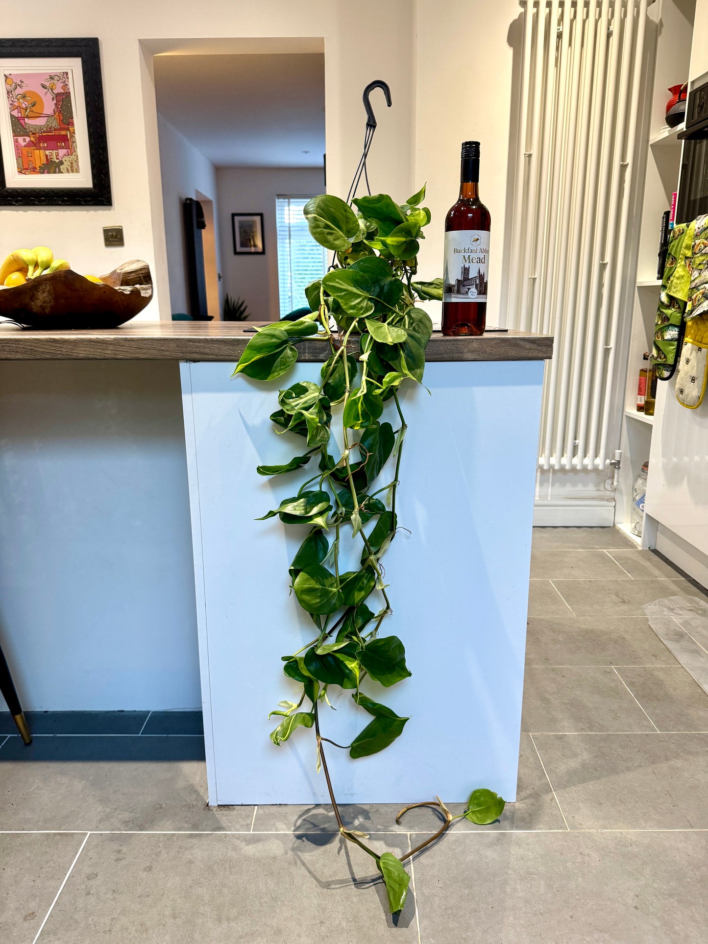 hanging philodendron 100cm XL Hanging Philodendron Scandens Brasil – Bristol Plant Man
