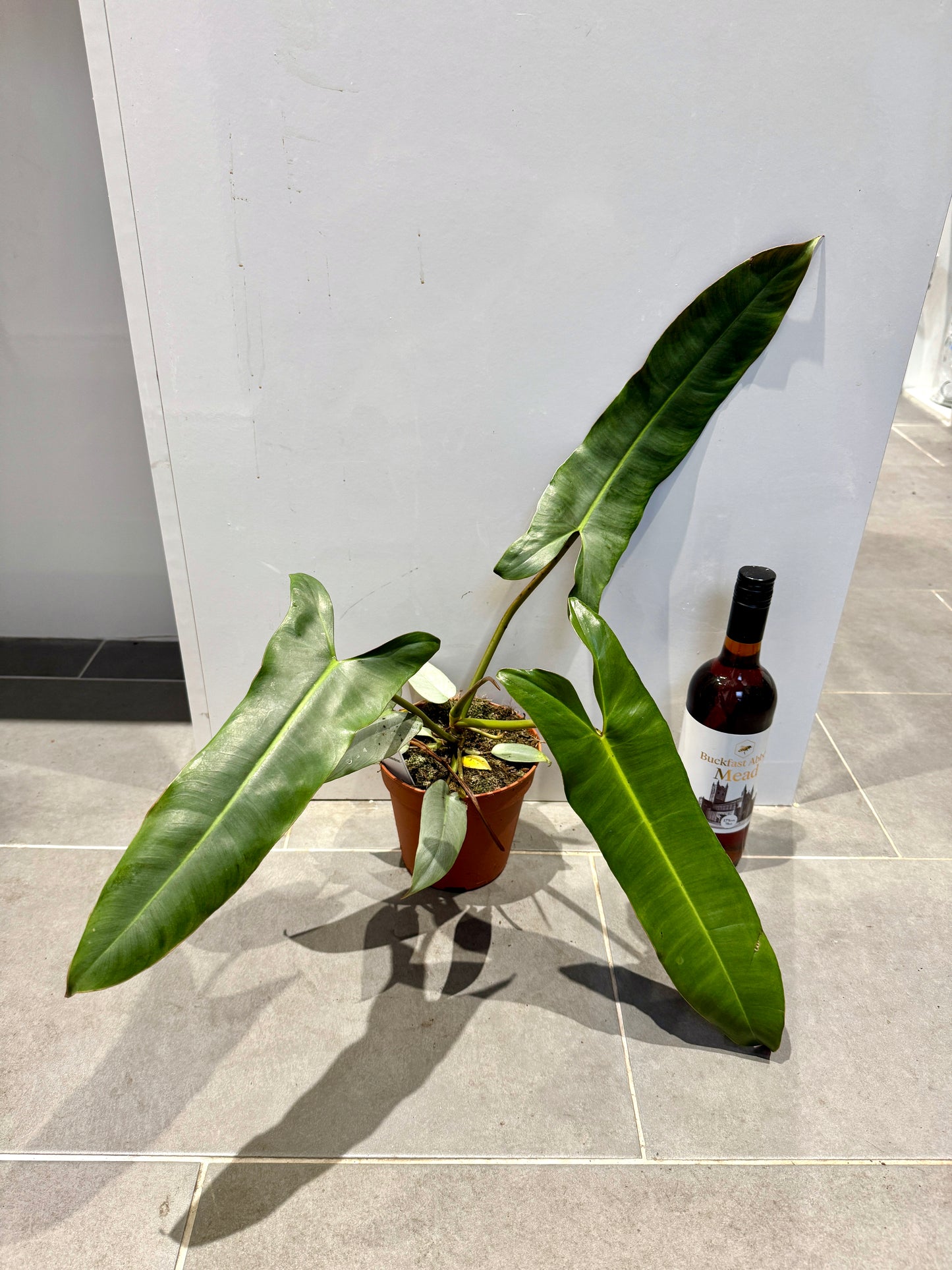 philodendron atabapoense uk 40cm Philodendron Atabapoense – Bristol Plant Man