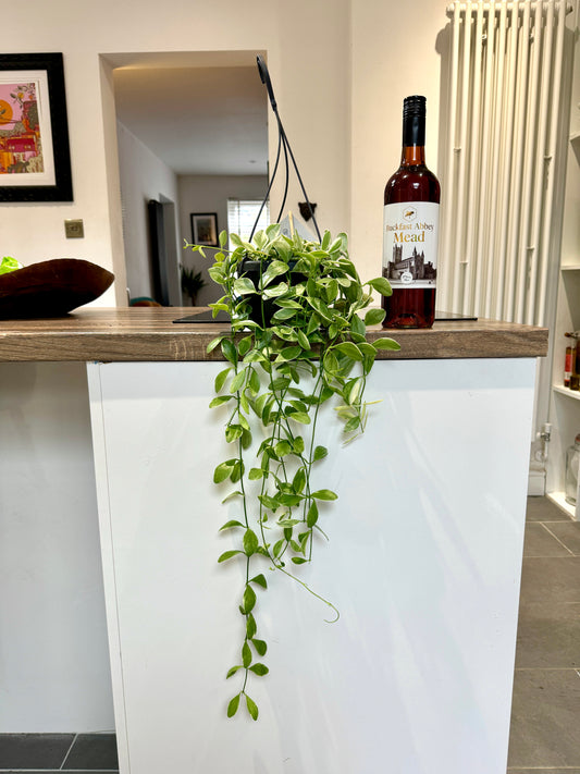 60cm Dischidia Variegated Oiantha