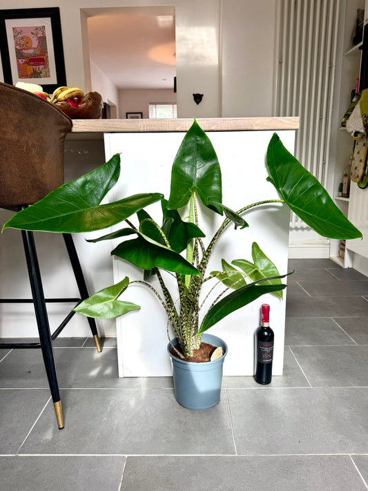 100cm Alocasia Zebrina