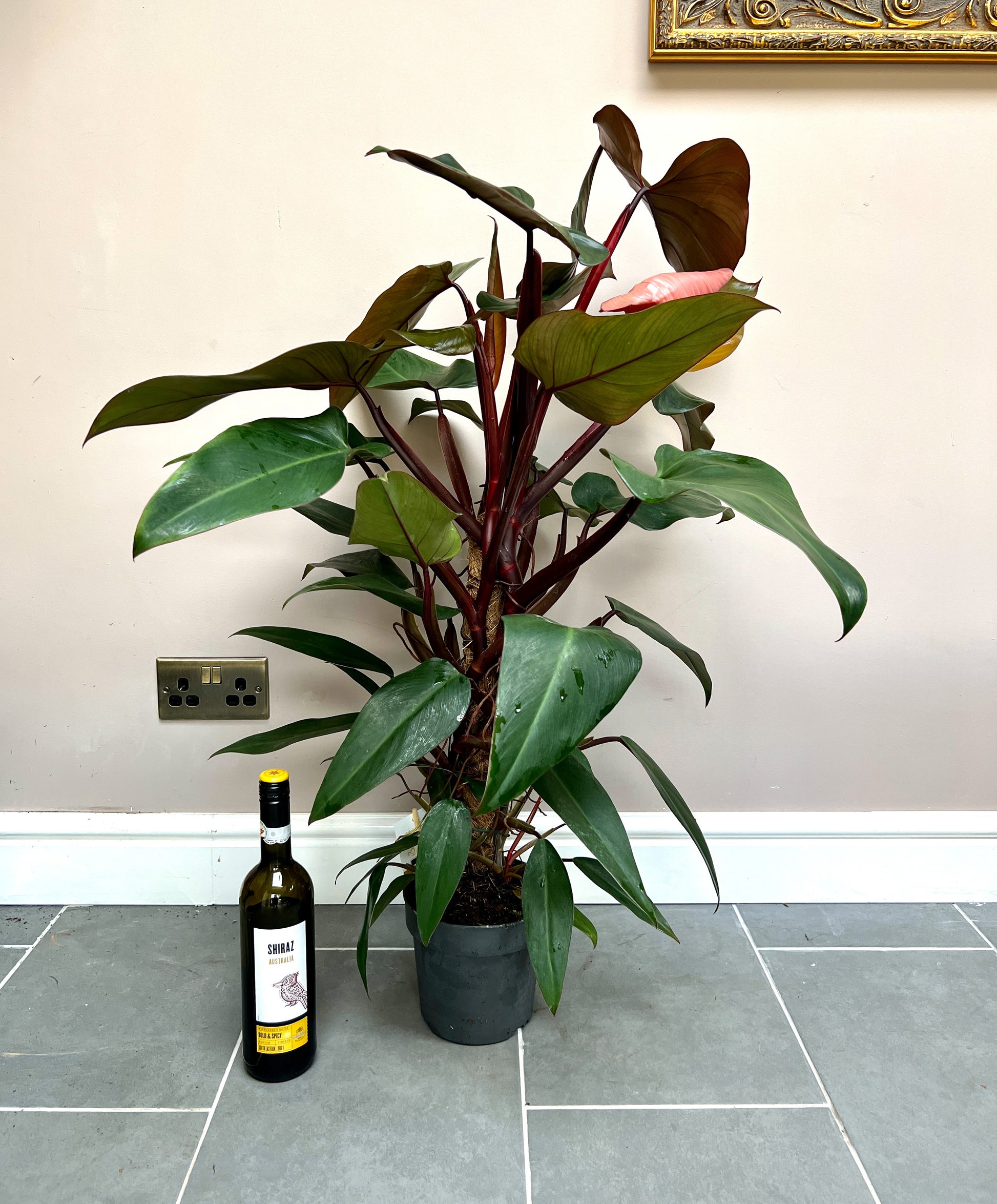 philodendron mandaianum 80cm Philodendron Mandaianum – Bristol Plant Man
