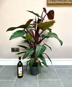 80cm Philodendron Mandaianum