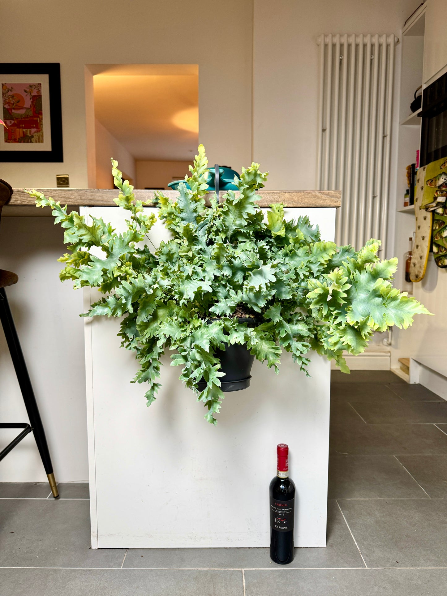 80cm Blue Star Fern