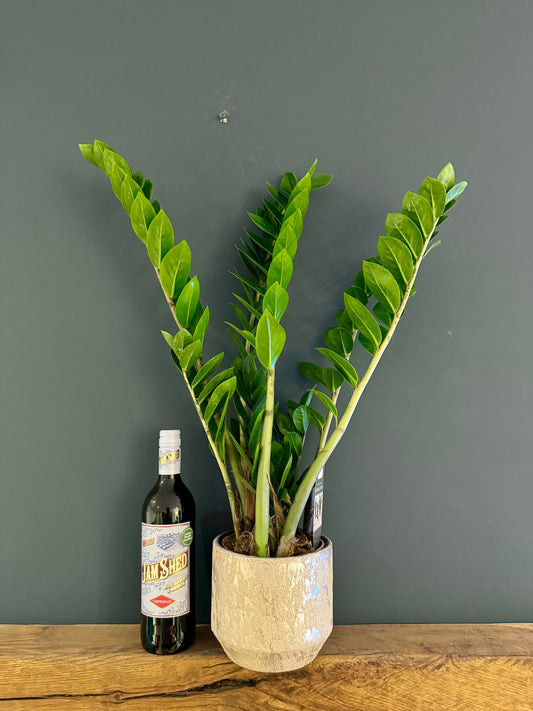 ZZ Plant in Ceramic Pot