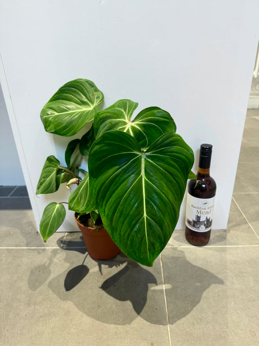 60cm Philodendron Gloriosum